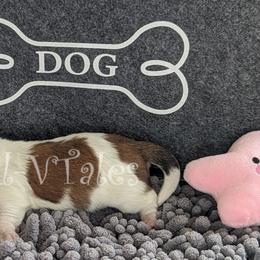 Coton de Tulear Puppies from Gil-VTales