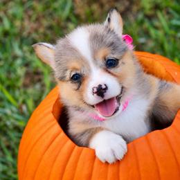 Girl 3 Pink Merle - Blue female Pembroke Welsh Corgi puppy in Ville Platte, Louisiana from Flat town corgis
