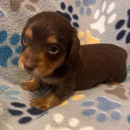 Oscar - Chocolate and tan male Dachshund puppy in Dobson, North Carolina from Oakleys Dachshund Haven