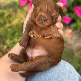 Clover - Red female Cockapoo puppy in Pledger, Texas from Sugarbear Cockapoos