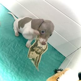 Mimi ( Mini Me ) - Fawn (isabella) and cream Dachshund puppy in Ocala, Florida from SR Mini Dachshunds