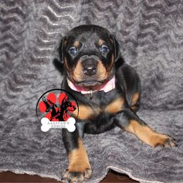 Doberman Pinscher Puppies from Aaliyah’s Dobies