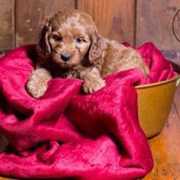 Goldendoodle, Labradoodle, and Bordoodle Puppies from Safari Doodles