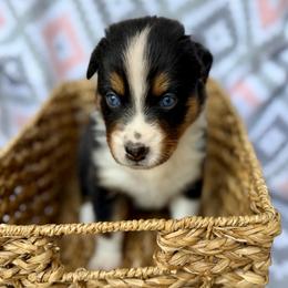 Magnolia - Black tri-color female Australian Shepherd puppy in Clover, South Carolina from Jo’s Aussies