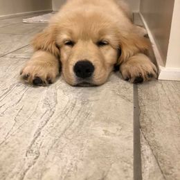 Golden Retriever Puppies from Welch Family Golden Retrievers