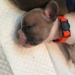 French Bulldog Puppies from EMF