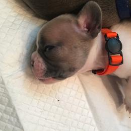 French Bulldog Puppies from EMF