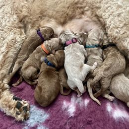 Goldendoodle Puppies from Mandi's Doodles