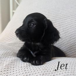 Jet - Black male Dachshund puppy in Valley Center, California from Destiny Dachsunds