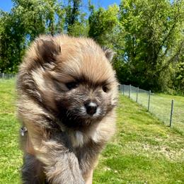 Duke - Orange sable male Pomeranian puppy in Uniontown, Pennsylvania from Oh So Sassy Poms