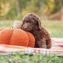 Aussiedoodle Puppies from Dani's Dandy Doodles