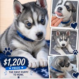 Boy 4 dark blue - Gray and white male Siberian Husky puppy in Albuquerque, New Mexico from Tracy Jaramillo