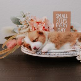 Pembroke Welsh Corgi Puppies from Red River Corgis