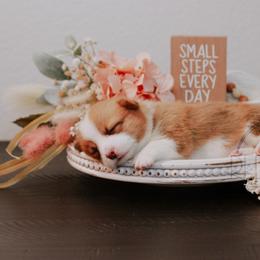 Pembroke Welsh Corgi Puppies from Red River Corgis