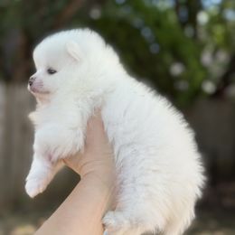 Pomeranian Puppies from Okie Poms