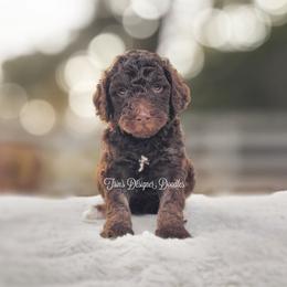 Aussiedoodle, Goldendoodle, and Poodle Puppies from Trin's Designer Doodles