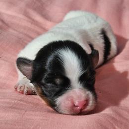 Haley - White black and tan female Papillon puppy in Fulton, Missouri from Papillon Love
