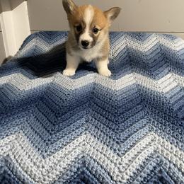 Hot Pants - Sable female Pembroke Welsh Corgi puppy in Canton, Texas from Circle M Corgis