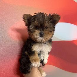 Girl 1 - female Yorkshire Terrier puppy in Flowood, Mississippi from Prissy PawPals