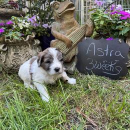 Astra - Merle female Saint Berdoodle puppy in Traverse City, Michigan from Bare Paws Saint Berdoodles