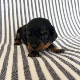Black and tan girl 2 - Black and tan female Dachshund puppy in Elkhart, Indiana from Hart City Dachshunds