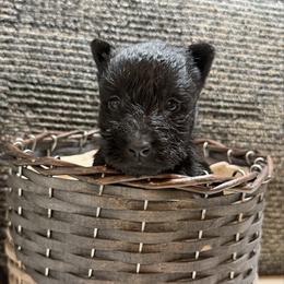 Girl 1 - Black female Scottish Terrier puppy in Nickelsville, Virginia from Pecan Creek