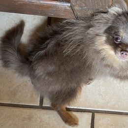 Pomeranian Puppies from Hummingbird & Fox