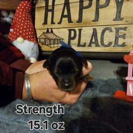 Strength - Black and tan male Yorkshire Terrier puppy in Terrell, Texas from PBJ Farms