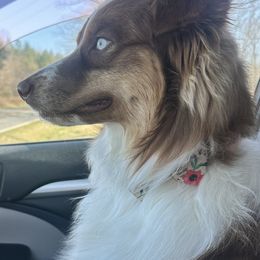 Pixie - Australian Shepherd