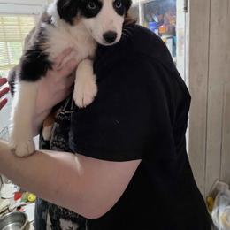 Maui - Black tri female Miniature Australian Shepherd puppy in Goode, Virginia from Furner Farms