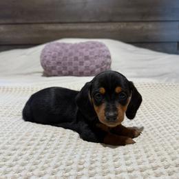 Black and tan girl - Black and tan female Dachshund puppy in Defuniak Springs, Florida from Anastasia Knight's Cocker Spaniels