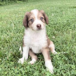 Judy - Sable female Aussiedoodle puppy in Centerburg, Ohio from A Dose Of Doodle