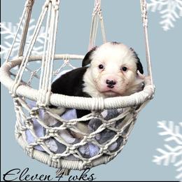 Eleven - Black and white female American Corgi puppy in Mansfield, Ohio from Moonrise corgis
