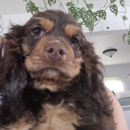 Misty, purple collar - Brown and tan female Cocker Spaniel puppy in South Milwaukee, Wisconsin from South East Wisconsin cocker spaniels