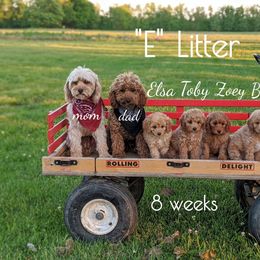 Bernedoodle and Cavapoo Puppies from Wag'in Tails
