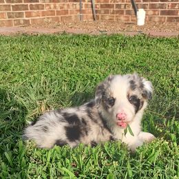 Border Collie Puppies from Bond Border Collies