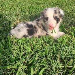 Border Collie Puppies from Bond Border Collies