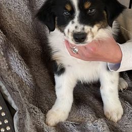 Atlas - Black tri-color male Australian Shepherd puppy in Dothan, Alabama from Aussie Paws Trailblazers