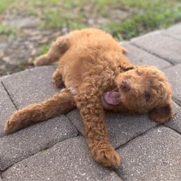 Baby Red - Apricot male Goldendoodle puppy in Orlando, Florida from Walk by Faith Doodles