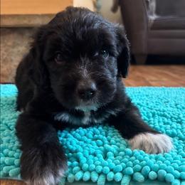 Purple collar - Brown and white female Saint Berdoodle puppy in Saint Joseph, Missouri from Home Raised St. Berdoodles