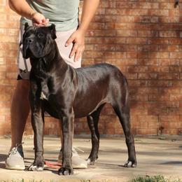 Ultra - Cane Corso