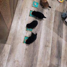 Pomeranian Puppies from Mayhew's Pomeranian Pups