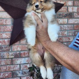 Shetland Sheepdog Puppies from Pixie Isle Shetland Sheepdogs