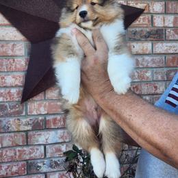 Shetland Sheepdog Puppies from Pixie Isle Shetland Sheepdogs