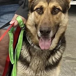 Kovu - German Shepherd