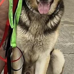Kovu - German Shepherd