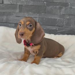 Pink - Chocolate and tan female Dachshund puppy in Goodyear, Arizona from AZ Royal Doxies llc