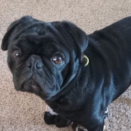 Louie - Pug