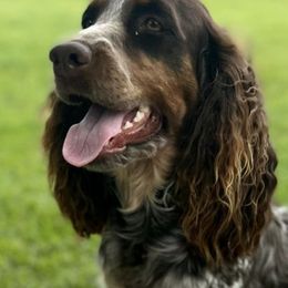 English Springer Spaniels from Justin's English Springer Spaniels