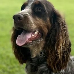 English Springer Spaniels from Justin's English Springer Spaniels